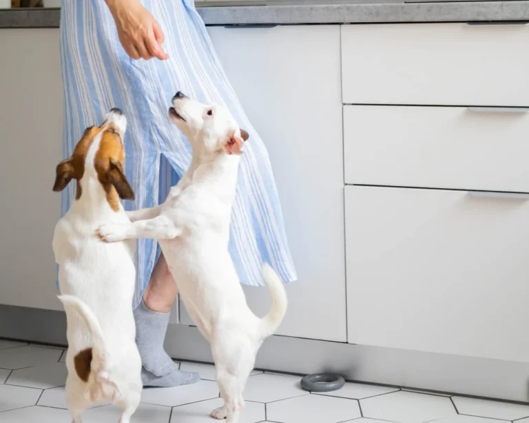 food dispenser for pets