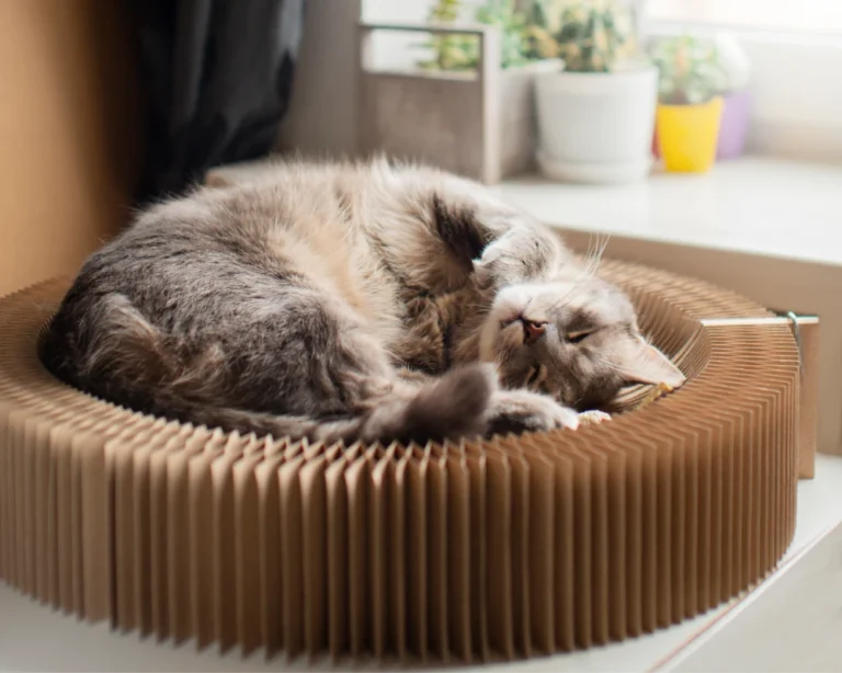 programmable automatic pet feeder