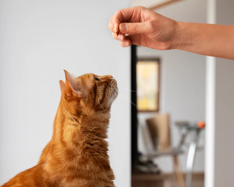 best cat feeder with camera